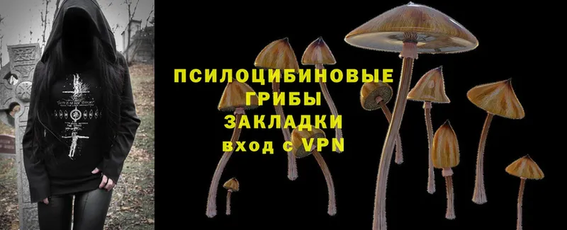 купить наркоту  Заинск  Галлюциногенные грибы Psilocybine cubensis 